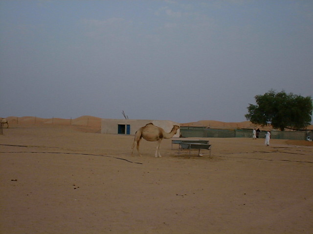 Dscf0094.jpg (59916 bytes)